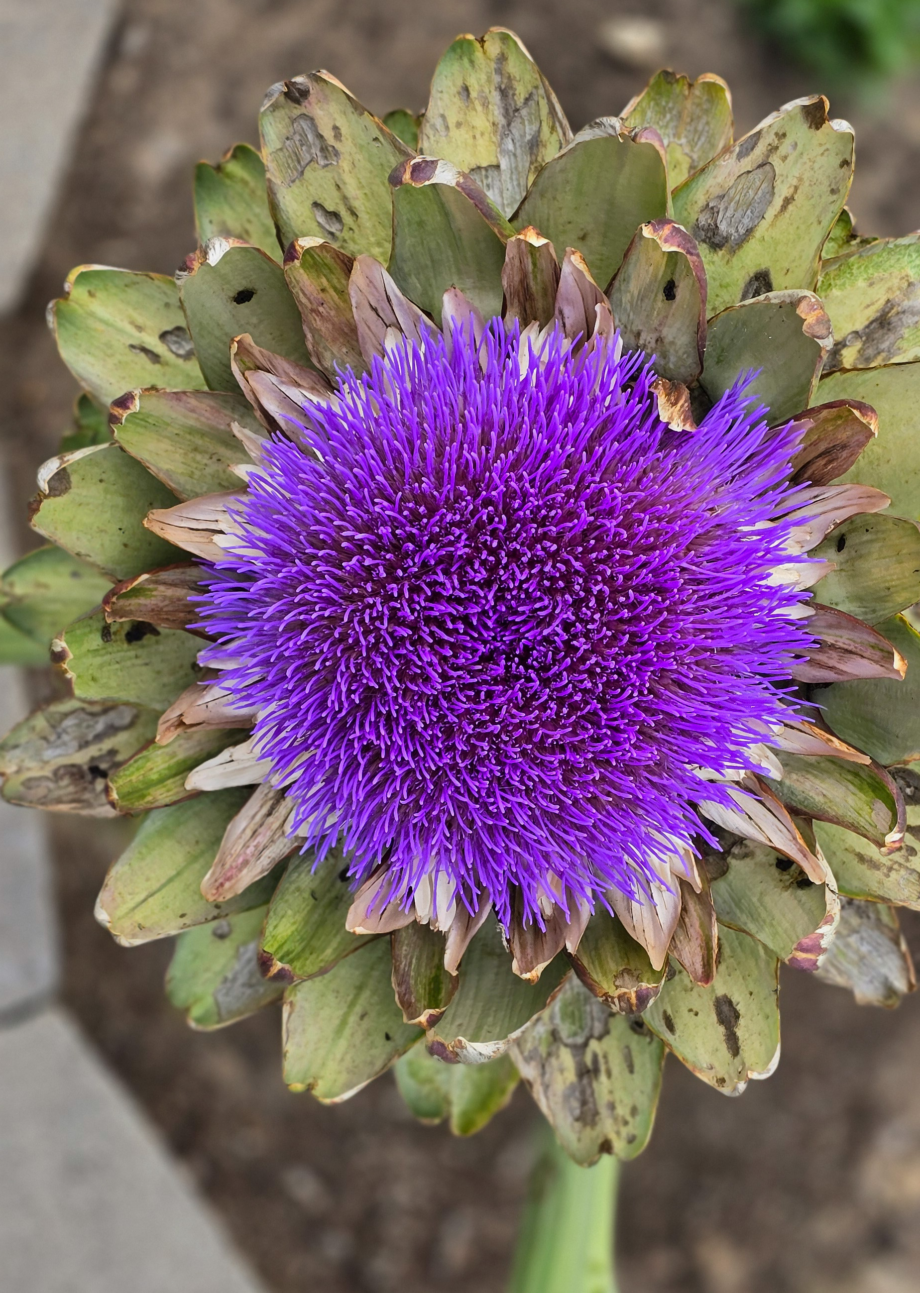 Artichoke